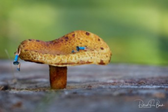 mushroom (Large)